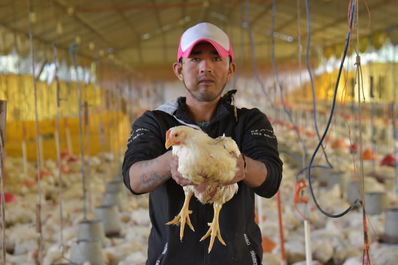 Senasag adquiere 2 millones de vacunas contra la gripe aviar e inicia inmunización en Cochabamba