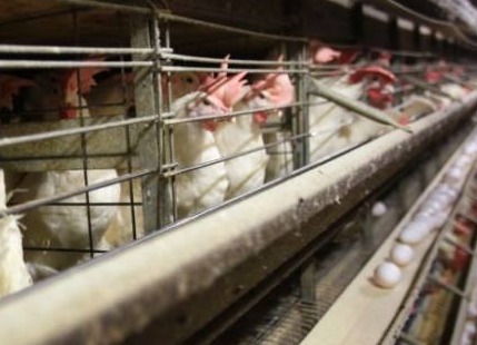 Defensa del Consumidor afirma que se controló la gripe aviar que afectó a 160.000 aves en Cochabamba