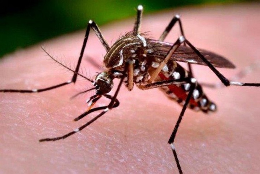 Bolivia reporta 1.010 casos de dengue, Santa Cruz tiene más del 70% de los infectados