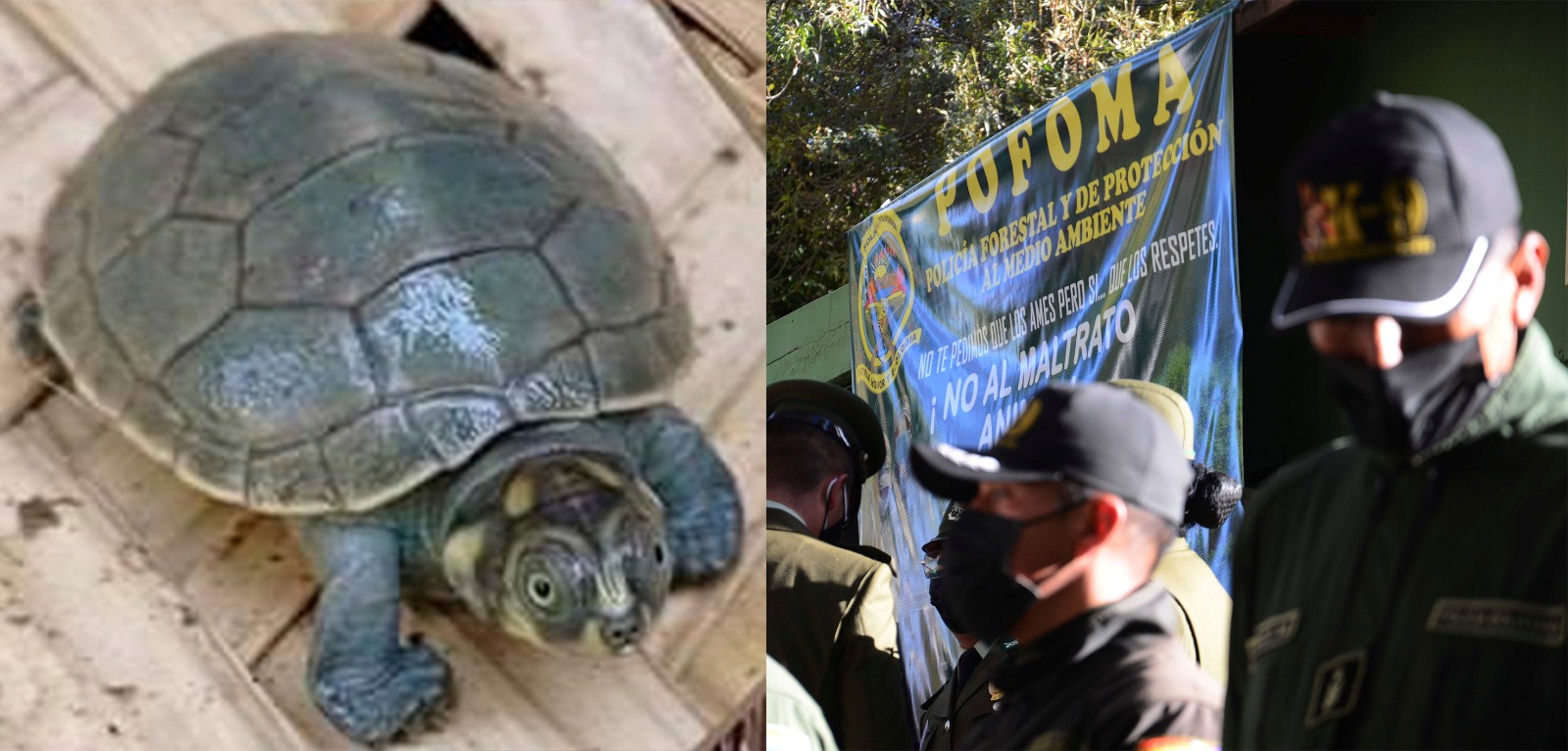 Condenan a tres años de cárcel a vendedor de cosméticos elaborados con grasa de tortuga 