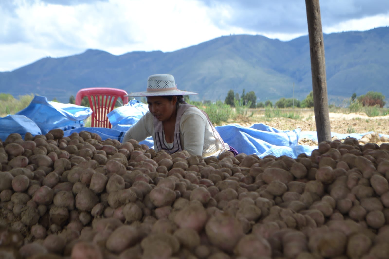 Defensa del Consumidor anuncia que se gestiona ferias para estabilizar el precio de la papa