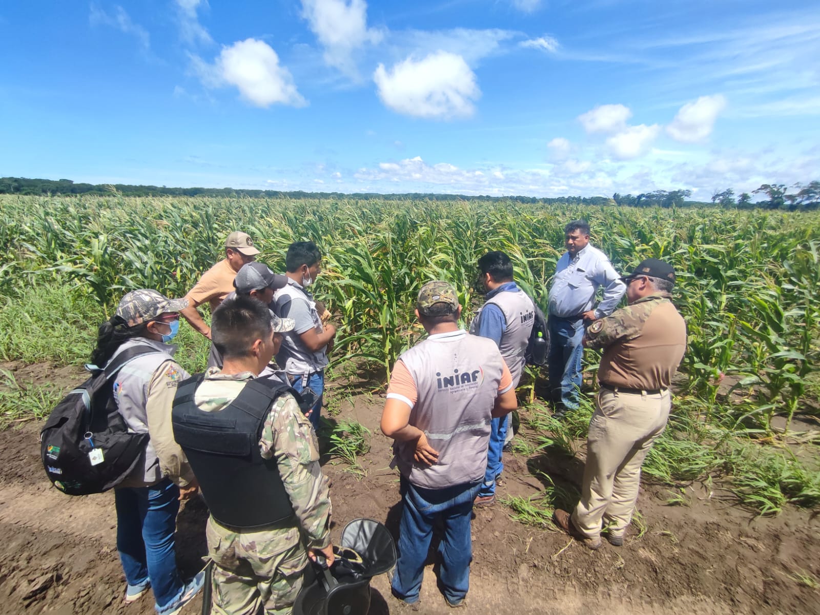 Identifican alrededor de 750 hectáreas de sembradíos de maíz con semillas transgénica de contrabando en Santa Cruz 