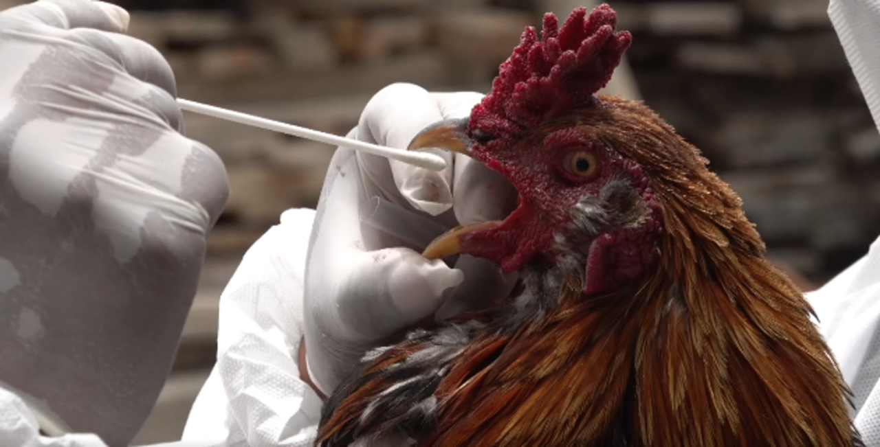 Plan para erradicar la gripe aviar fue revisado por la FAO y cumple con todos los parámetros internacionales