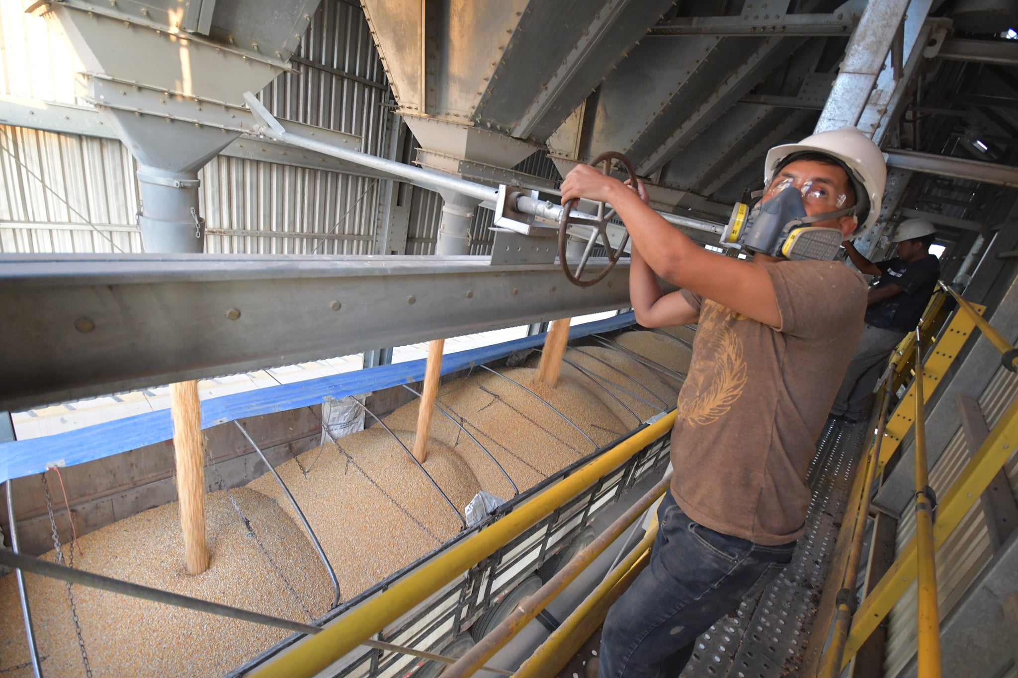 Emapa distribuirá al sector pecuario maíz a un precio subvencionado de Bs 75 el quintal a partir del jueves