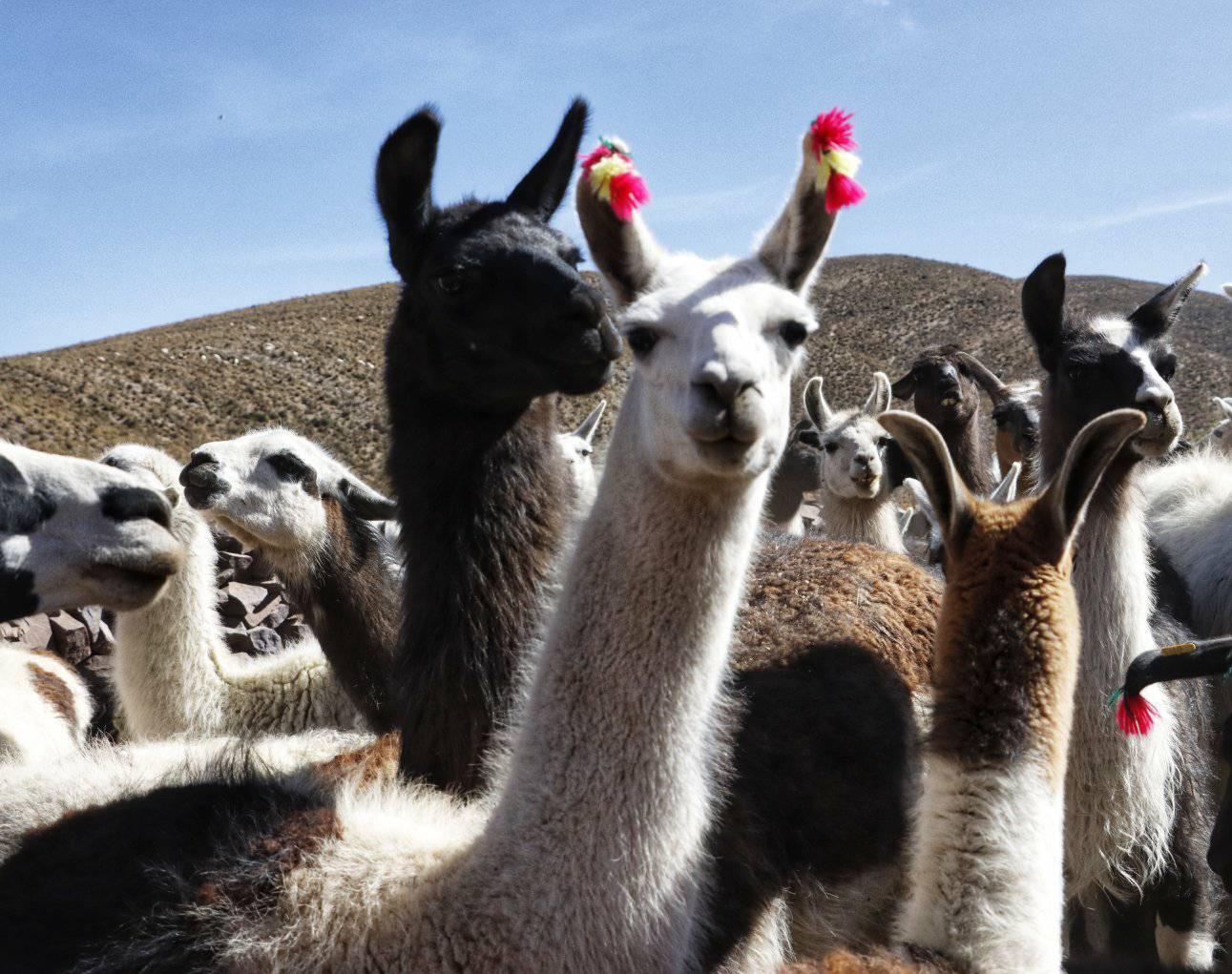 La industrialización avanza a paso firme con una inversión de Bs 117 millones en Oruro