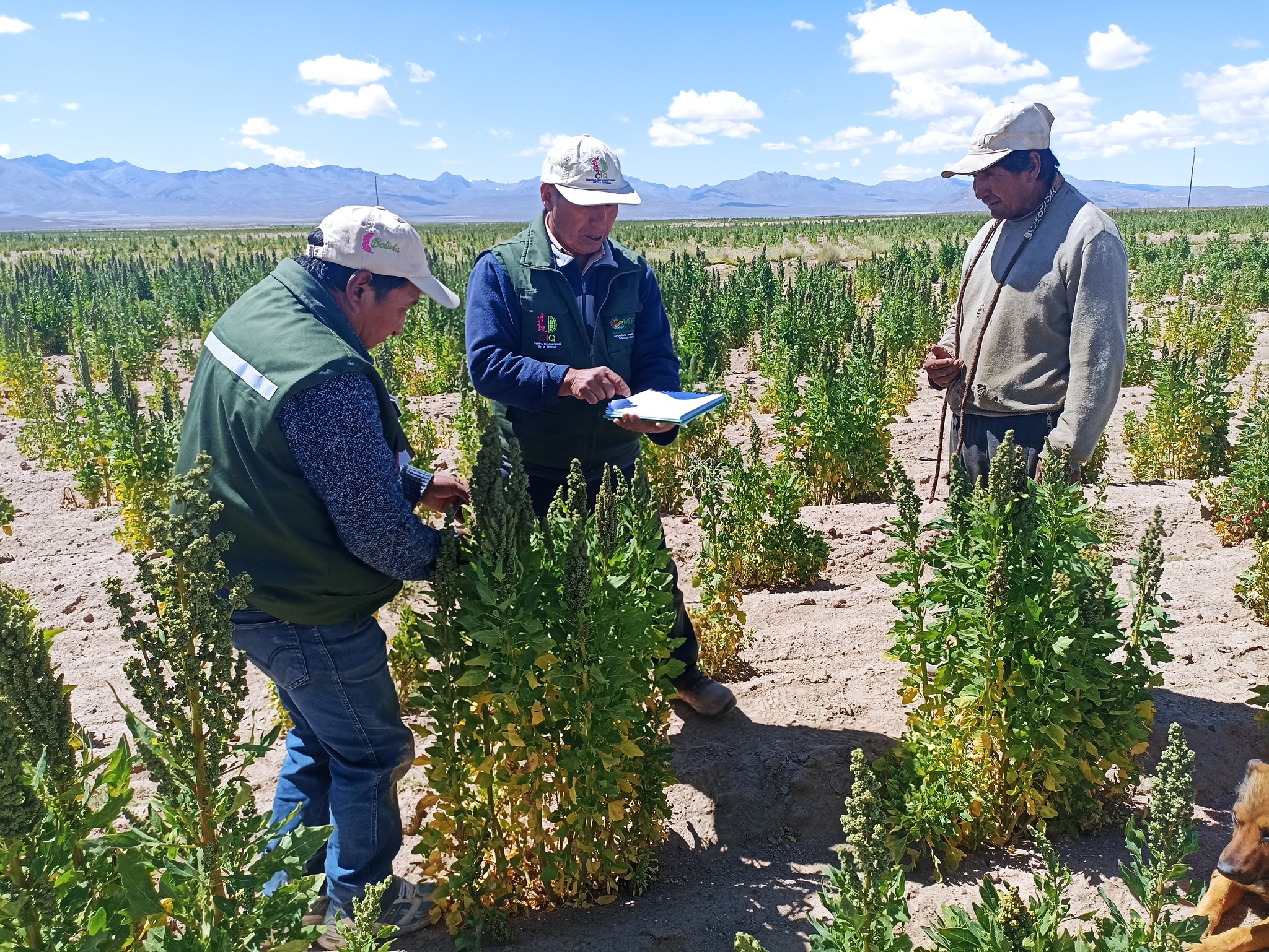 Crean innovador programa para proteger y mejorar la exportación de quinua real de Bolivia 