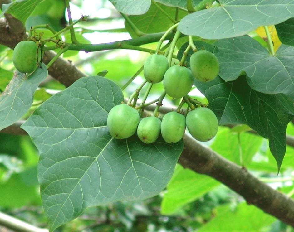 Construcción de la “Planta de extracción de aceite de macororó y jatropha” iniciará este mes