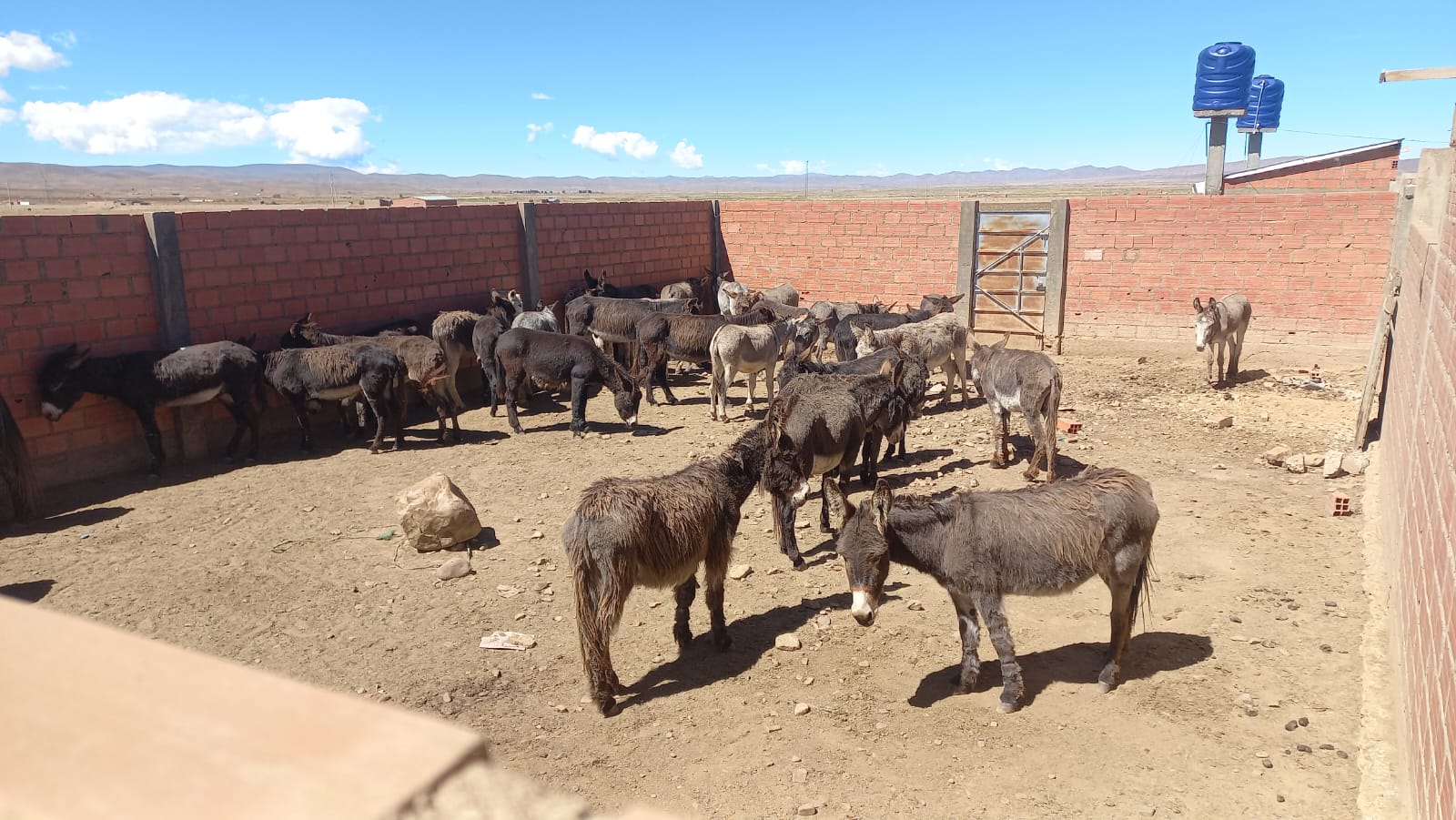 Descubren matadero clandestino con carne de burro en la comunidad de Culli Culli