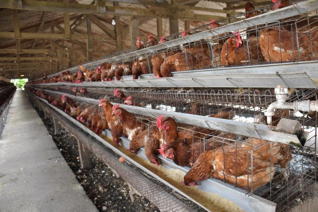 Gobierno invirtió Bs 8,9 millones para luchar contra la gripe aviar, la enfermedad está controlada, no hay nuevos brotes 
