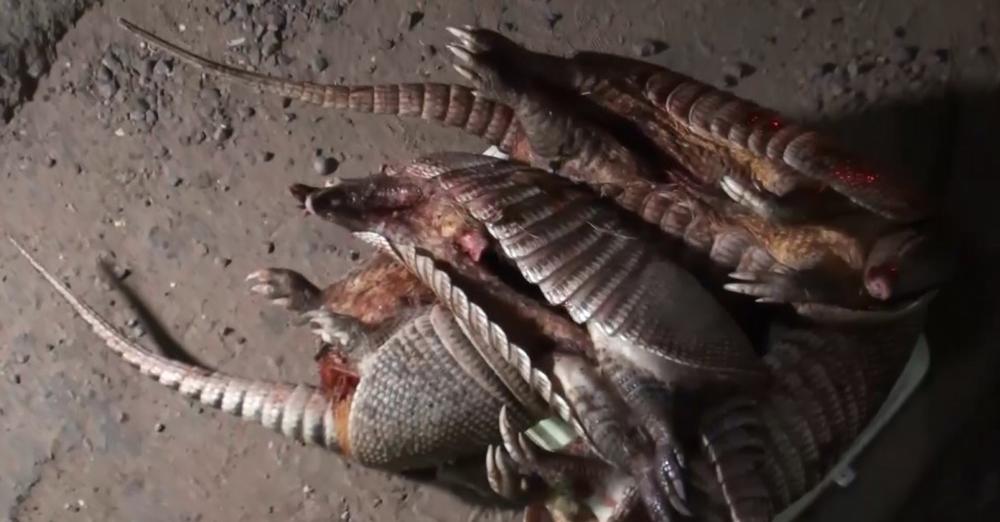 Sentencian a tres personas que comercializaban 32 kilos de carne de animales silvestres en Santa Cruz 