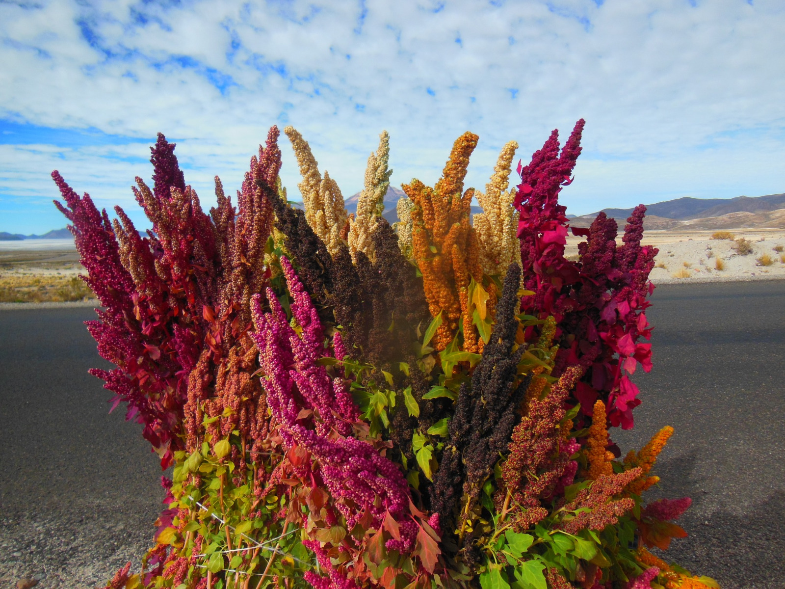 Estudio confirma que Bolivia posee la quinua con mayores nutrientes