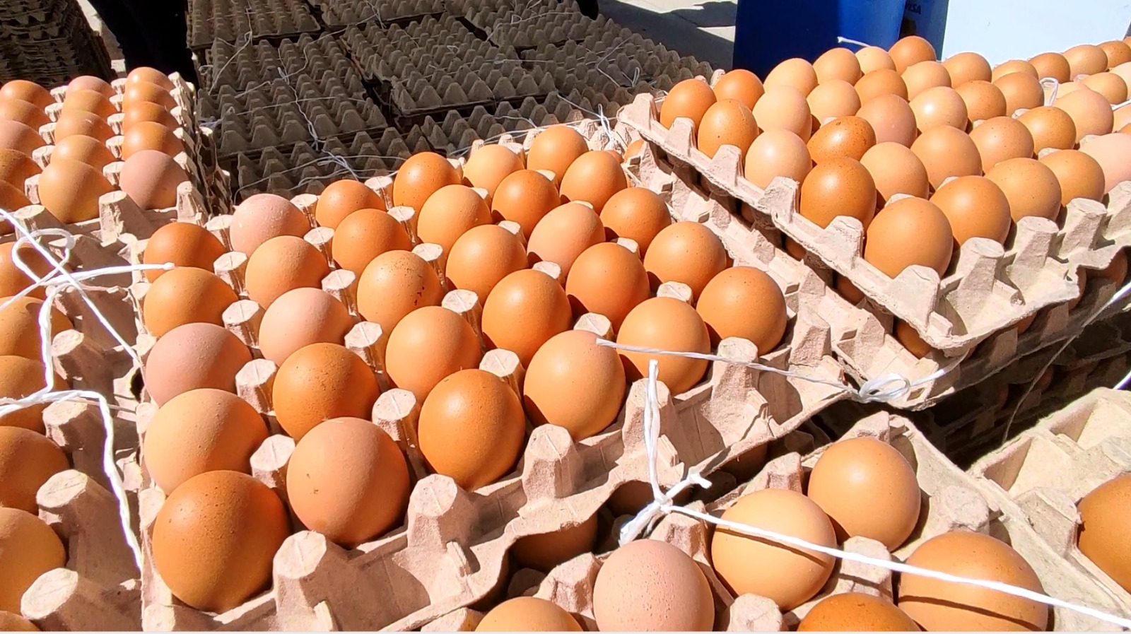 Pondrán a la venta 80.000 huevos a precio justo en la feria “del Campo a la olla” en La Paz