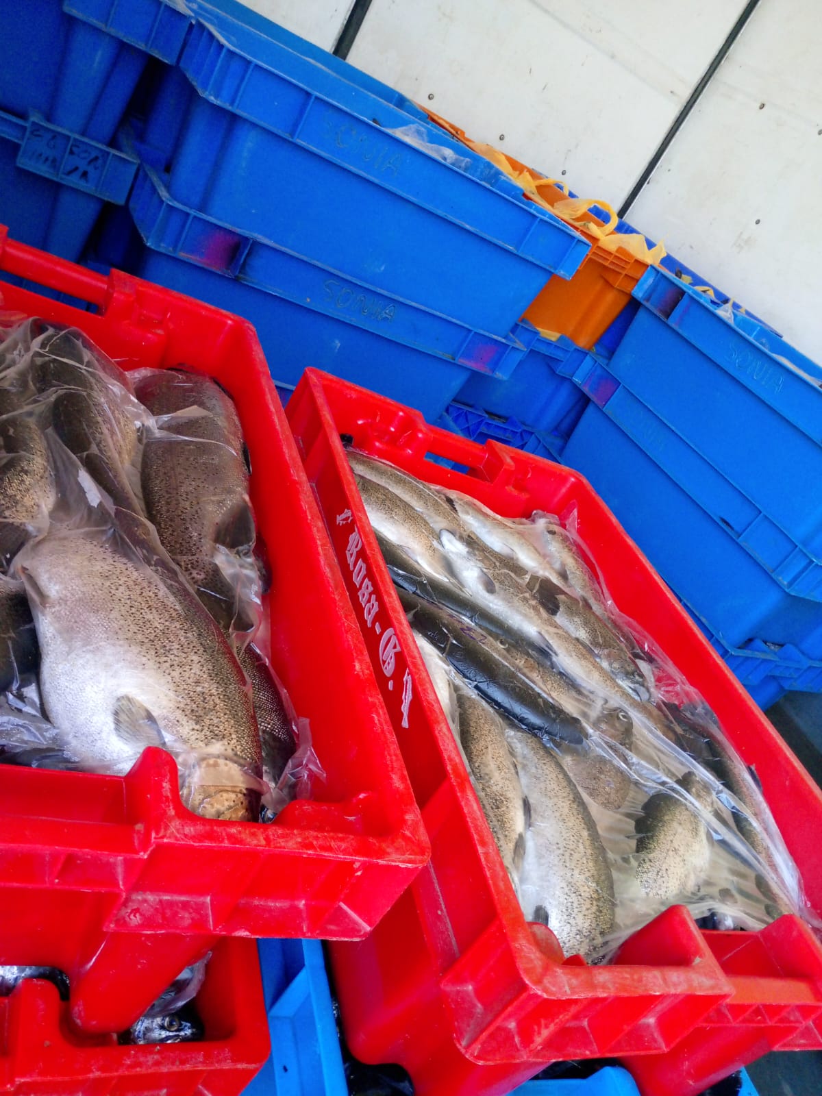 Militares interceptan motorizado con 1.800 kilos de trucha proveniente de Perú