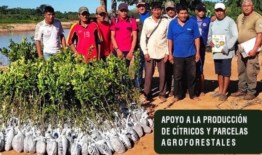 Para recuperar los bosques en comunidades indígenas, fortalecen las parcelas agroforestales en la Biosfera Biológica de Beni
