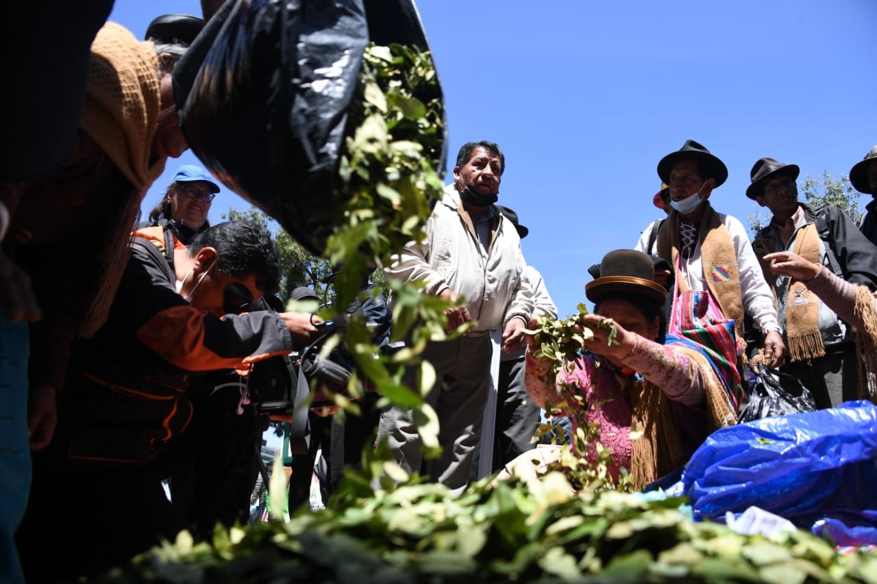 Bolivia socializará los beneficios de la hoja de coca para avanzar en su despenalización internacional