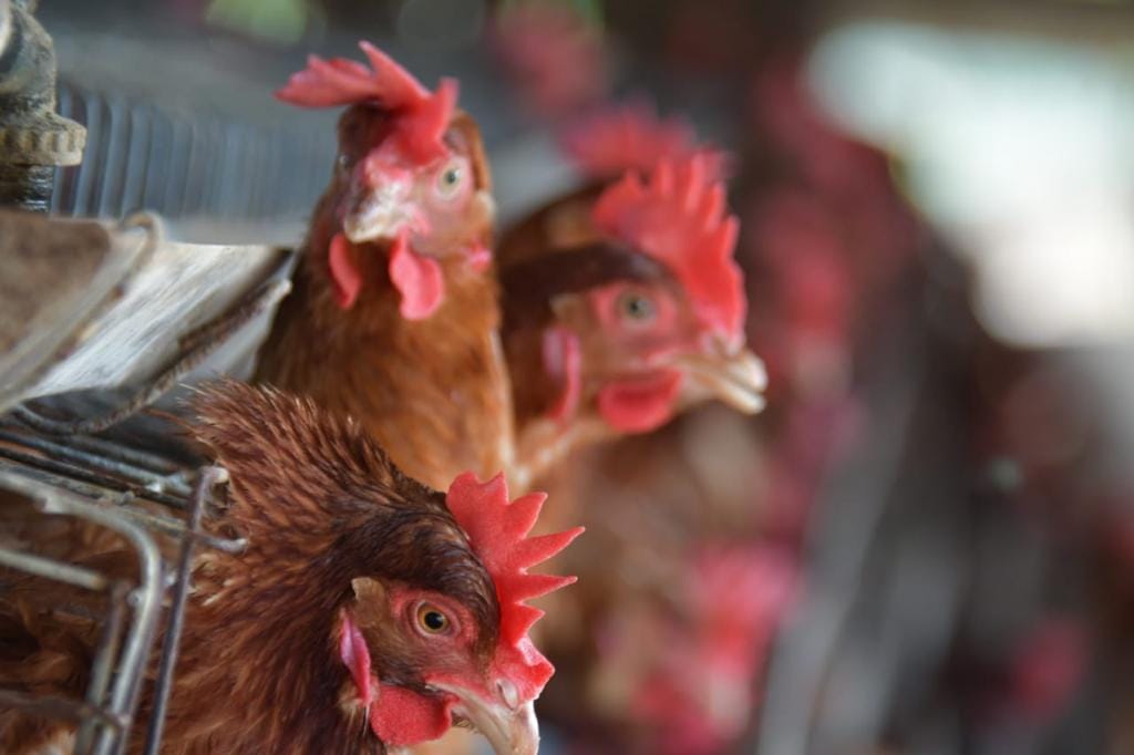 CODA inicia rastrillaje y vigilancia epidemiológica en Santa Cruz para evitar el ingreso de la gripe aviar desde Paraguay y Argentina 