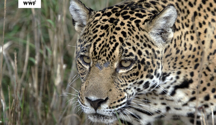 WWF Bolivia cumple 30 años de trabajo y apunta a fortalecer la conservación del jaguar y restauración de bosques