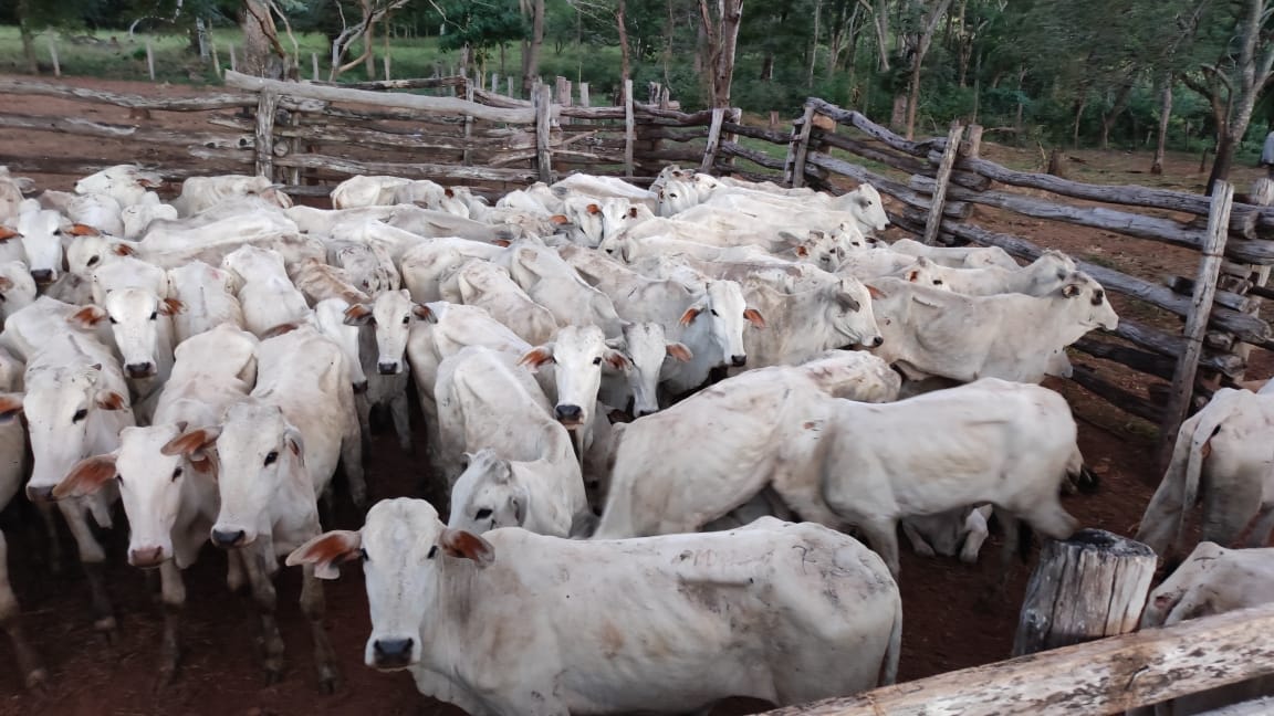 Entregan a indígenas 334 cabezas de ganado para fortalecer la producción pecuaria y mejorar sus ingresos