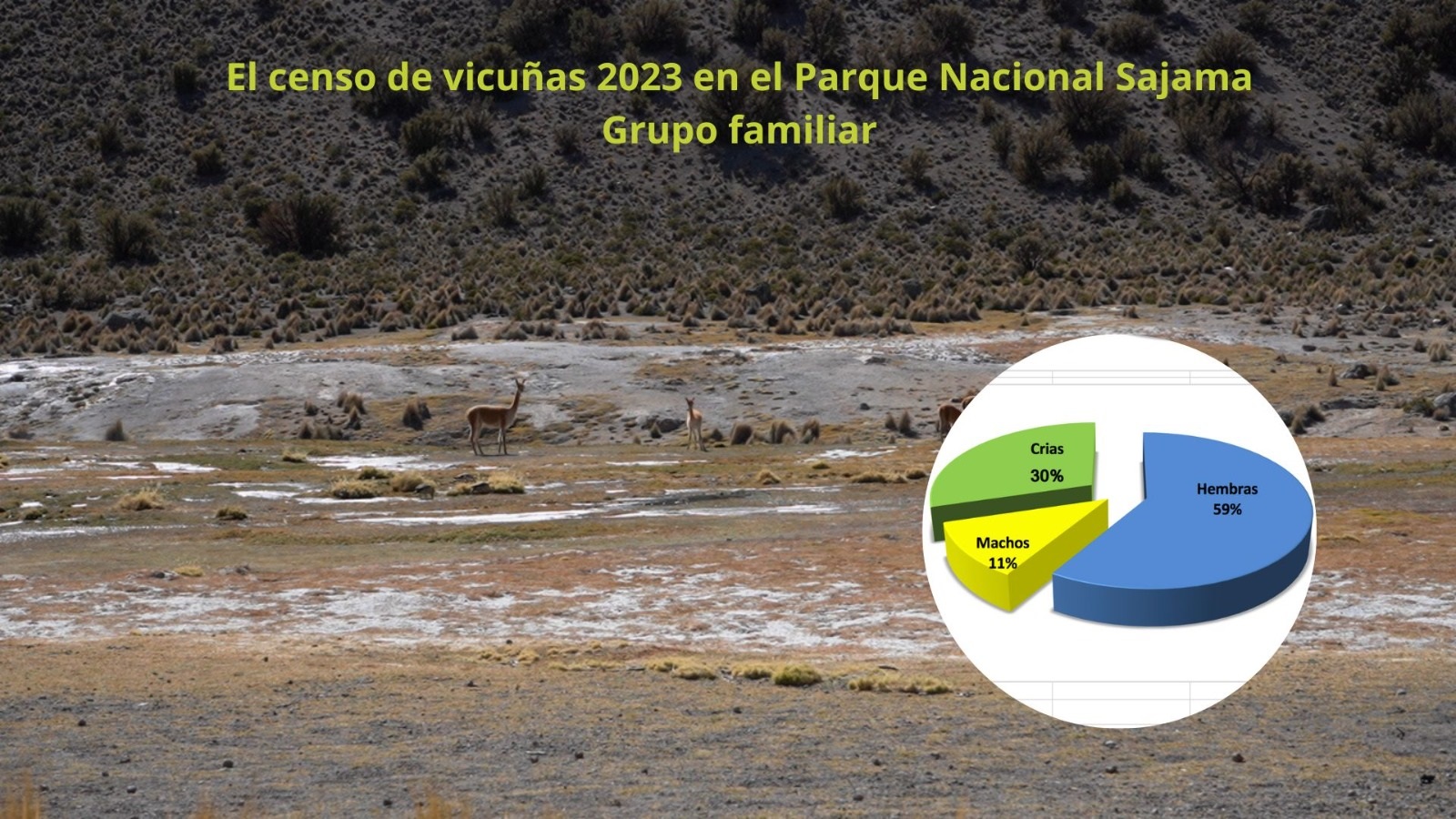Población de vicuñas en el parque Sajama crece 11,5%, hay 1.526 de estos camélidos 