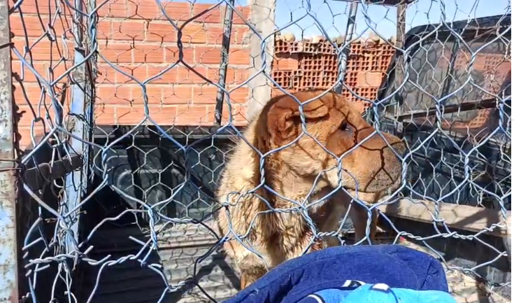 Proyectan vacunar a cerca de 3.000 canes en Viacha tras confirmarse un caso de rabia canina