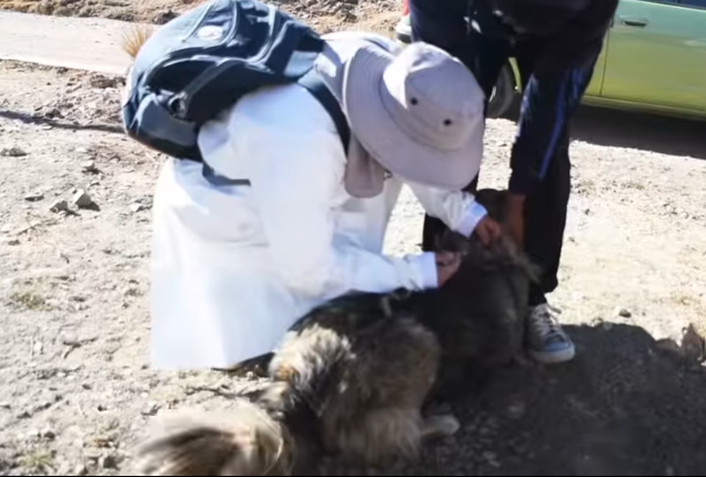 En Viacha inmunizan a 1.050 animales, detectan dos canes sospechosos con rabia