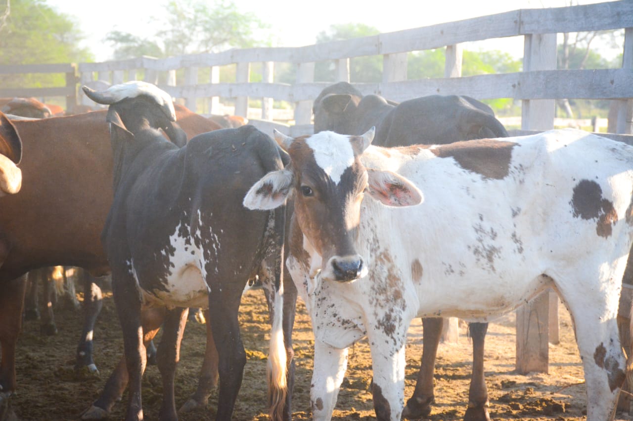 Entregan 326 cabezas de ganado a indígenas para fortalecer la producción pecuaria y mejorar sus ingresos