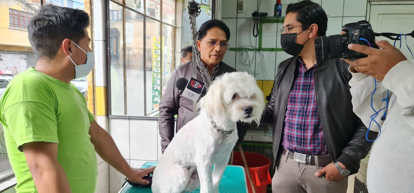 Decreto regula servicios de peluquería, veterinaria y funerarios para mascotas, denuncias se resolverán vía administrativa