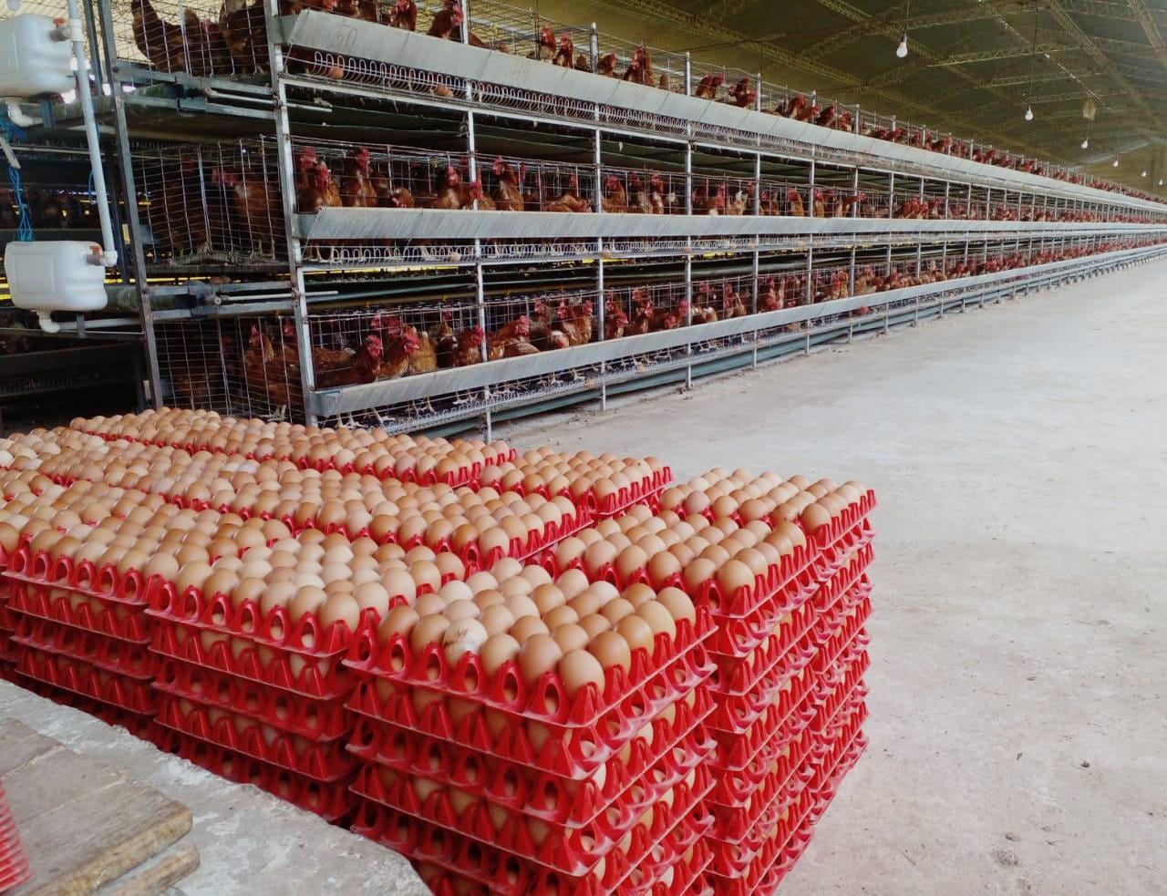 Fideicomiso prevé reponer más de 430.000 pollitos bebé y lograr producción anual de 137,1 millones de huevos