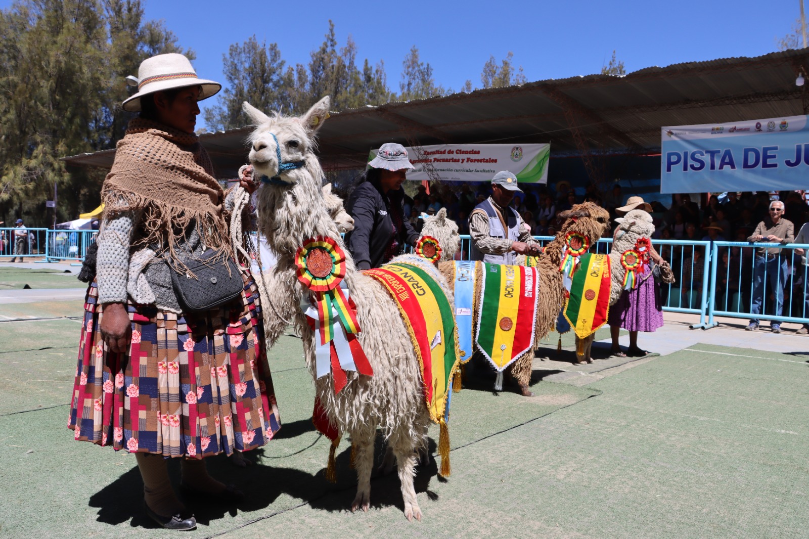 Concluye feria de camélidos y entregan incentivos por Bs 240.000 a productores y transformadores