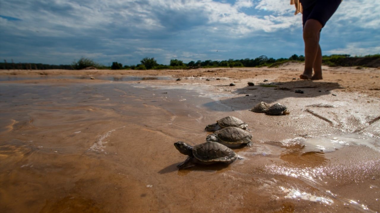 Militares instalan carteles de señalización para la preservación de huevos de tortuga en Rurrenabaque