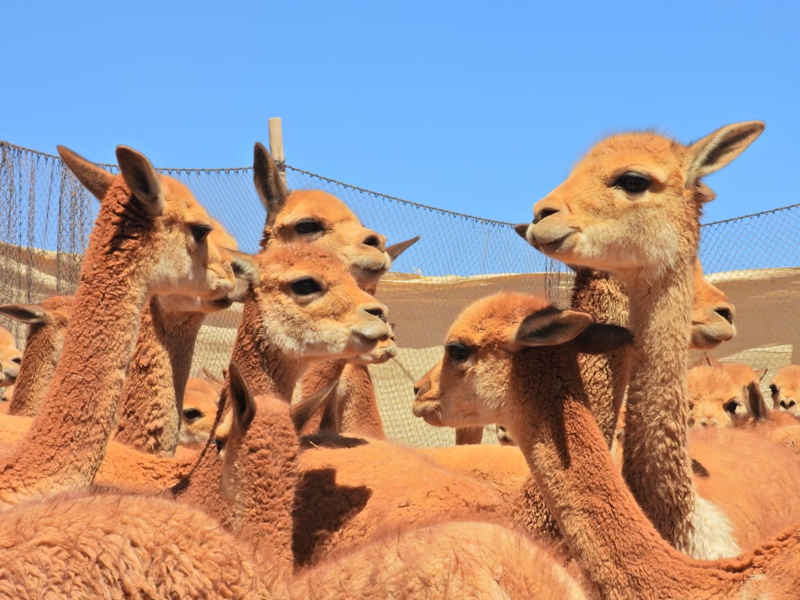 Inicia la temporada de aprovechamiento sostenible de fibra de vicuña