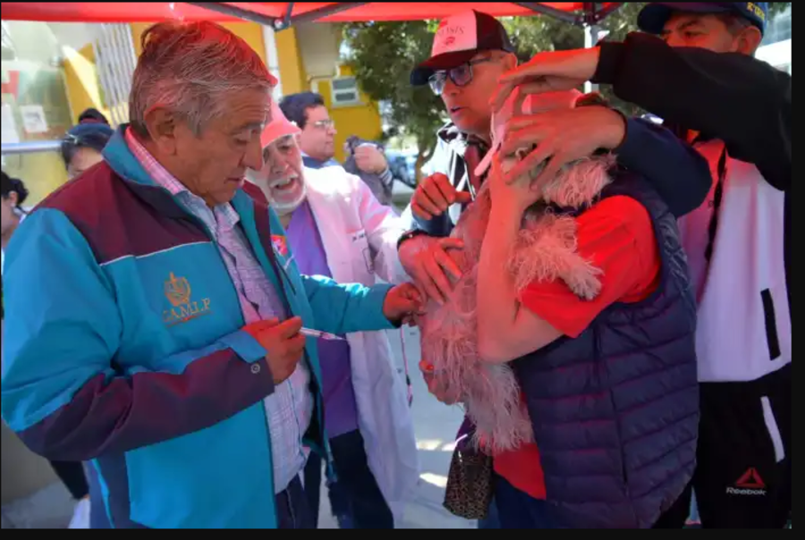 Activistas reprochan al alcalde Iván arias por haber vacunado a un perro sin tener conocimiento