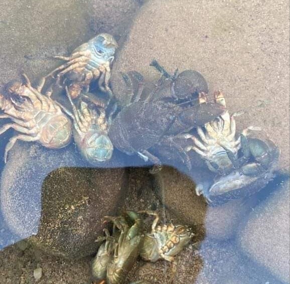 Viceministerio de Medio Ambiente investigará muerte masiva de cangrejos en Tarija