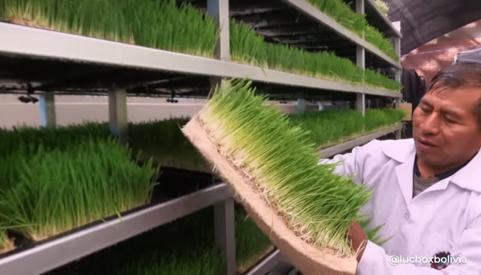 Construcción del Centro de Producción de Forraje Verde Hidropónico en Oruro llega al 90% de avance