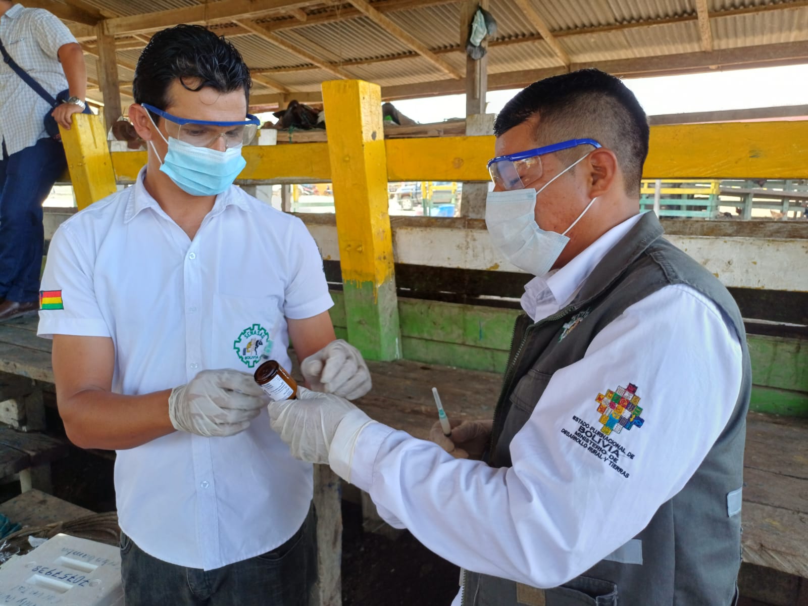 Senasag prevé vacunar contra la rabia y brucelosis a más de 2,1 millones de bovinos en Beni