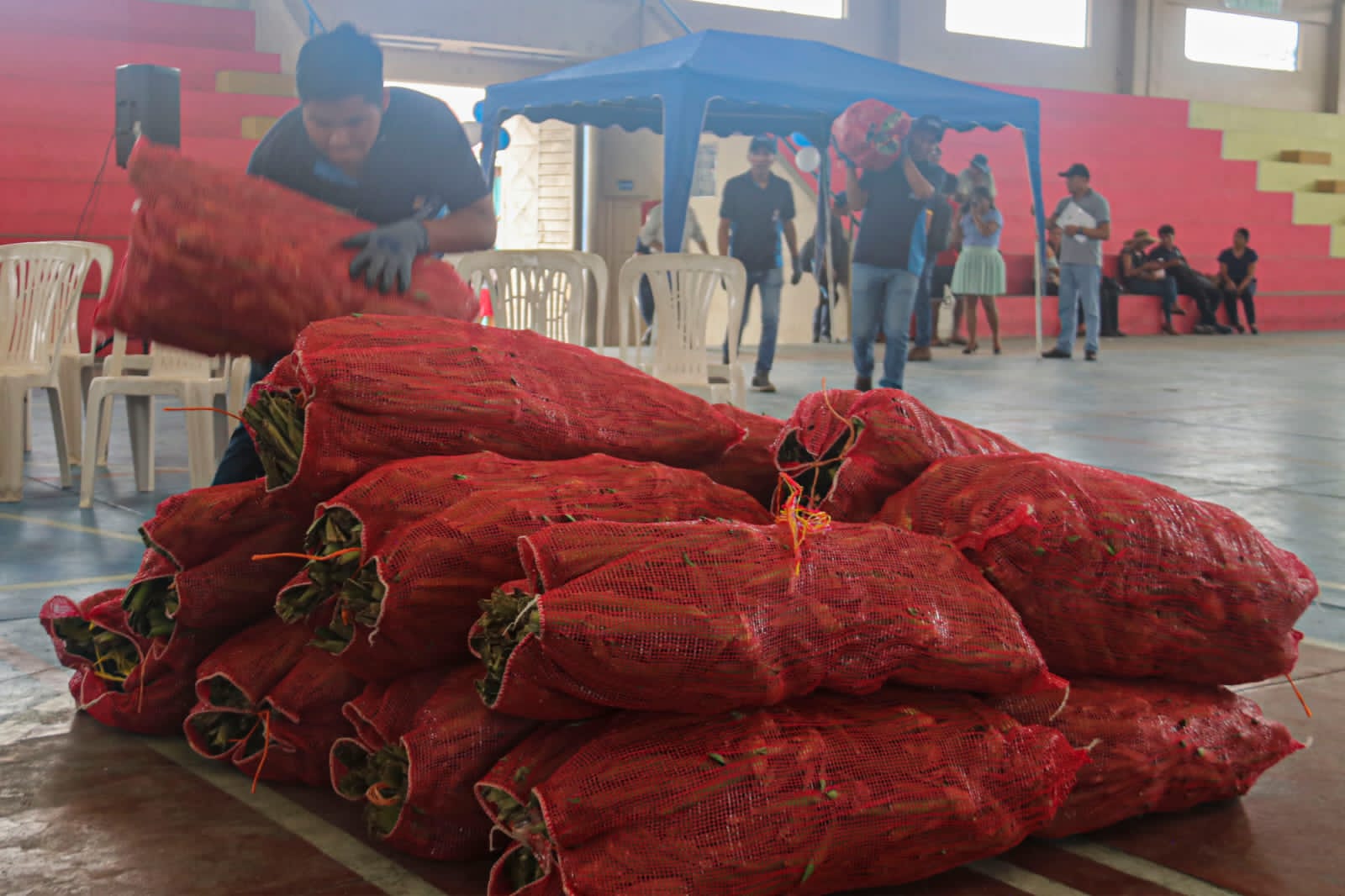 Bolivia adquiere nueva variedad de piña de Costa Rica para la producción y exportación