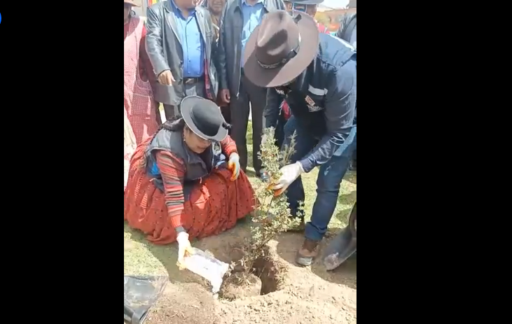 En La Paz entregan 11.400 plantines de especies nativas para forestación en Laja, Tiwanaku y Palca