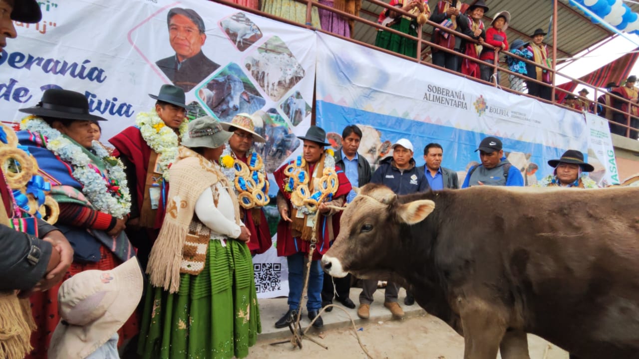 Soberanía Alimentaria entrega en Laja más de 500 torillos con inversión de Bs 3,1 millones