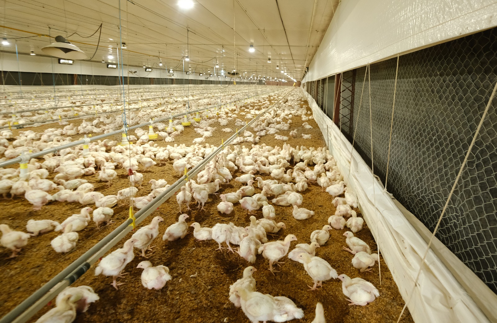 Avicultores y expertos tratan bioseguridad, vacunación, genética e influenza aviar en encuentro internacional