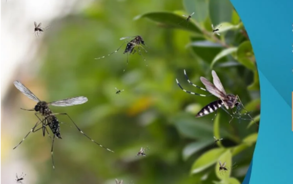 Vigilancia Epidemiológica reporta 155 casos de pacientes con Oropouche en Bolivia