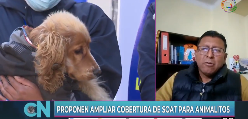 Plantean que el SOAT cubra la atención veterinaria a canes atropellados