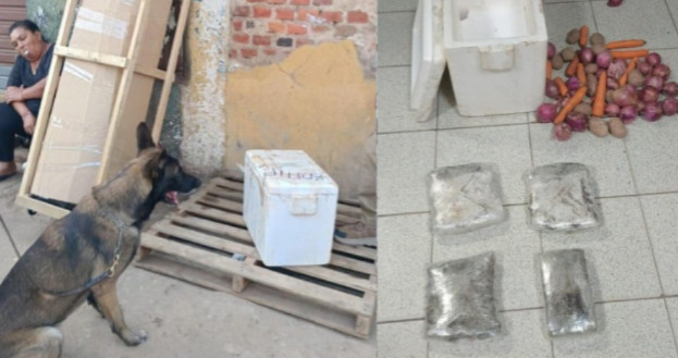 Can antidrogas descubre marihuana camuflada en Terminal Bimodal de Santa Cruz