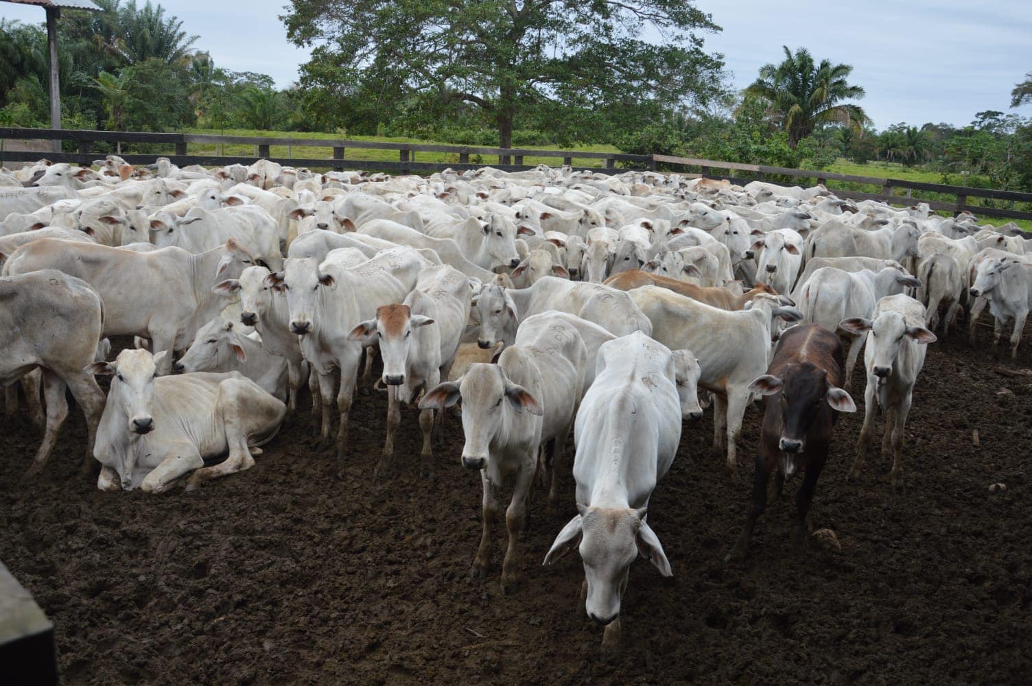 Entregan 400 vaquillas a ganaderos de Yucumo con inversión de Bs 3,8 millones 