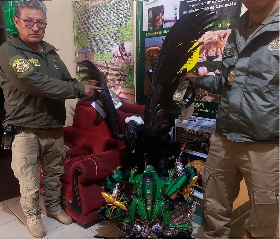 Anuncian controles “rigurosos” para prevenir el uso de plumas o partes de animales en la entrada de Ch'utillos en Potosí