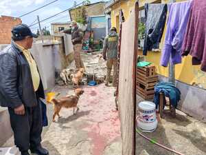 Encuentran gatos muertos en un refrigerador y perros en condiciones de hacinamiento en una casa en La Paz