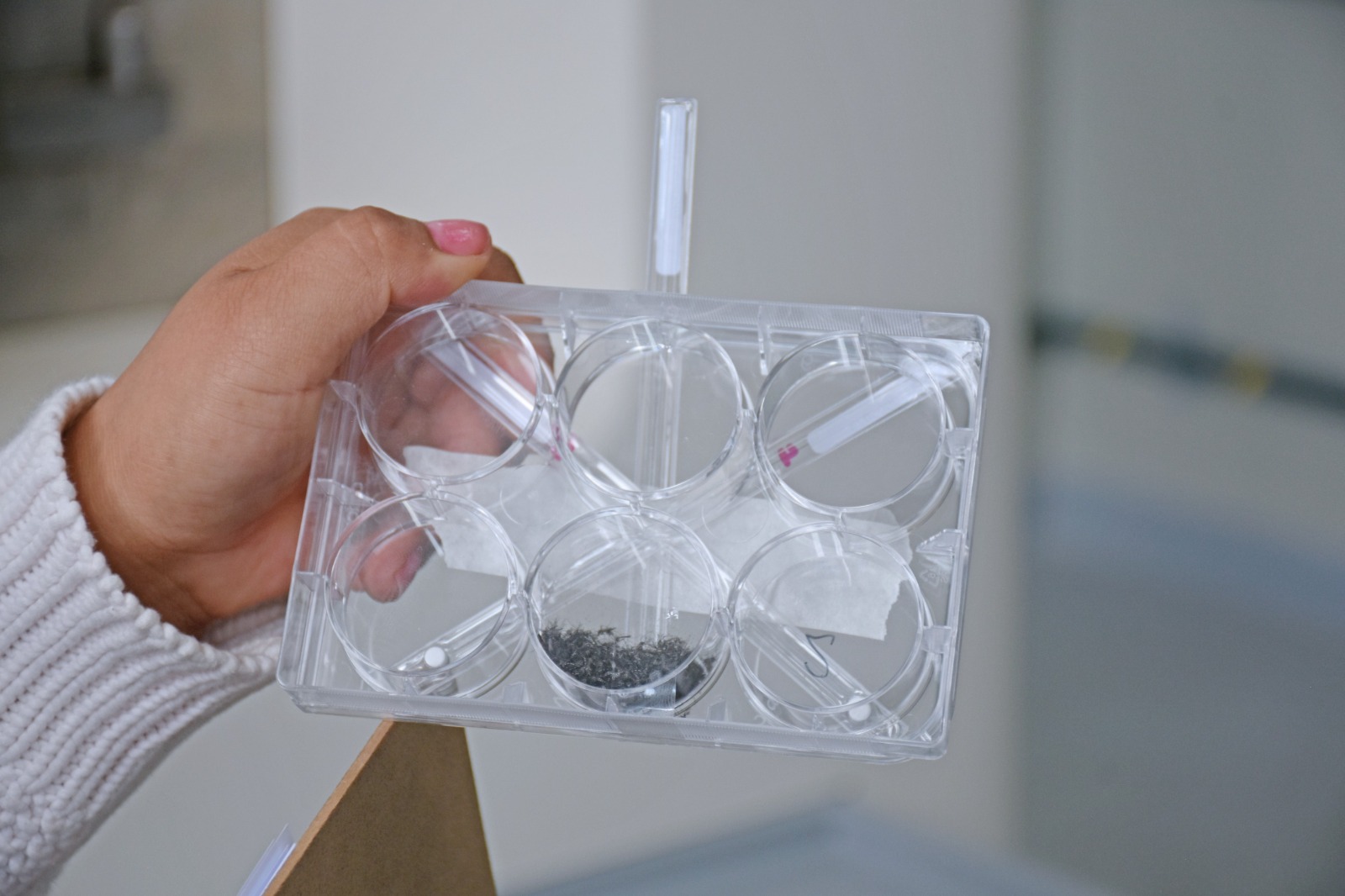 Bolivia marca hito histórico al realizar la primera irradiación de mosquitos transmisores del dengue, zika y chikungunya