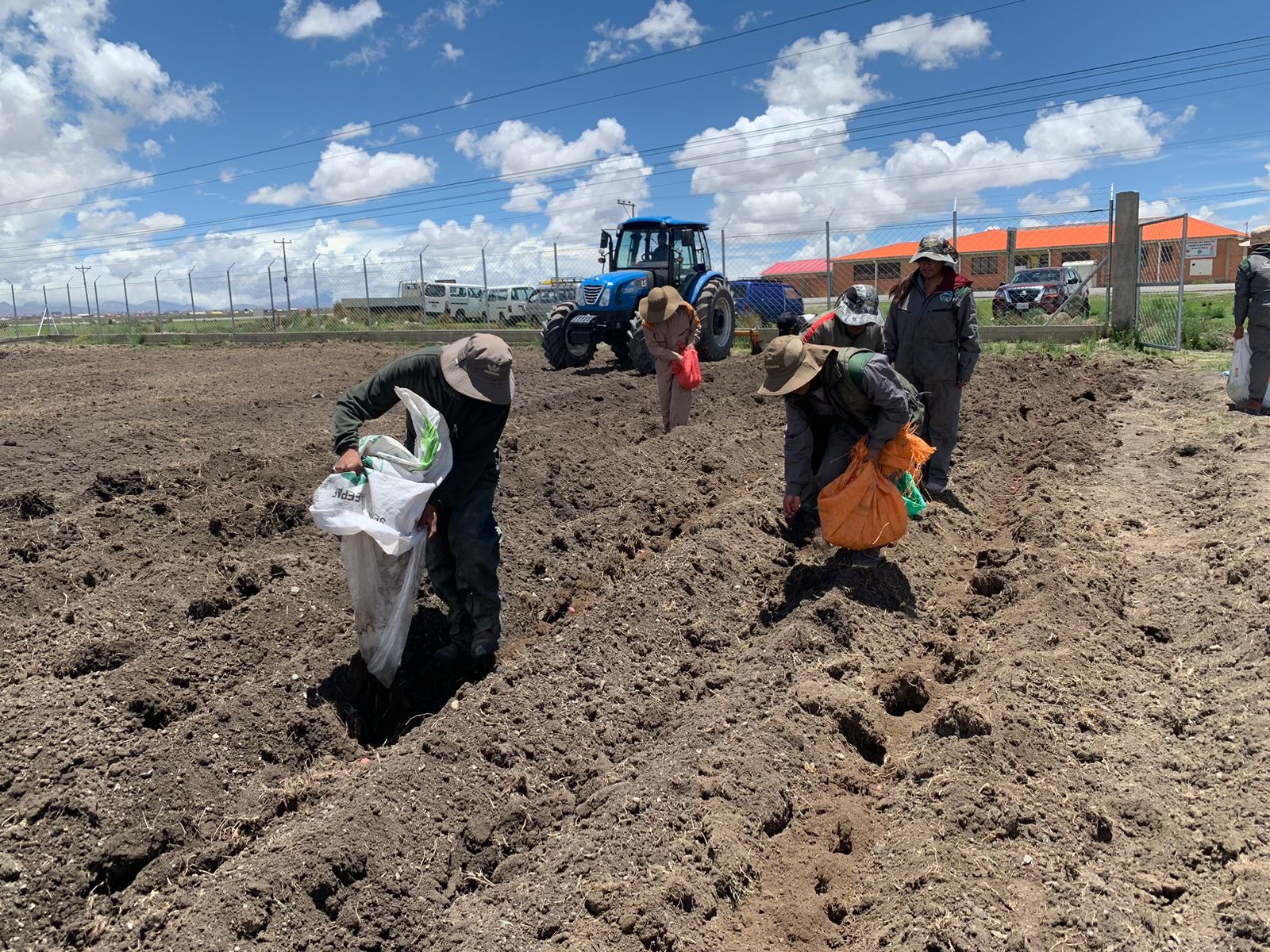 En el altiplano de Laja se siembra nuevas variedades de papa para lograr mayores rendimientos