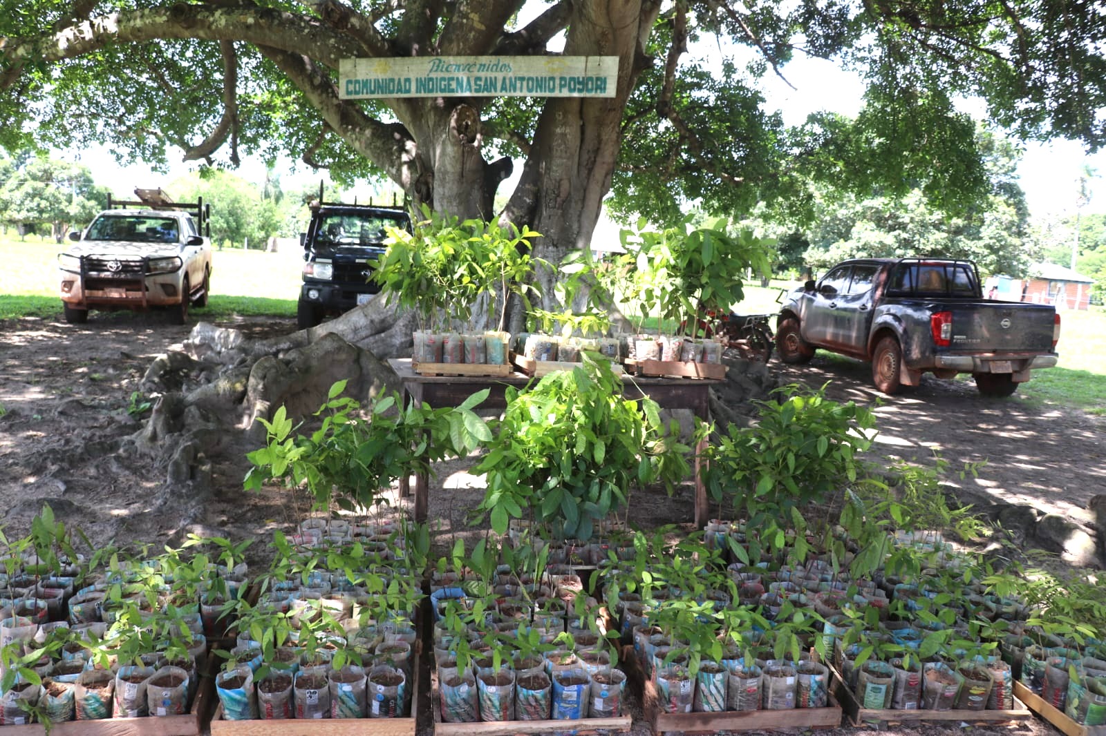 Siembran el primer stock de plantines en comunidades afectadas por los incendios en Beni