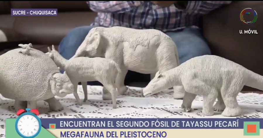 En Mojocoya encuentran restos fósiles de un pécari de la megafauna del periodo Pleistoceno 