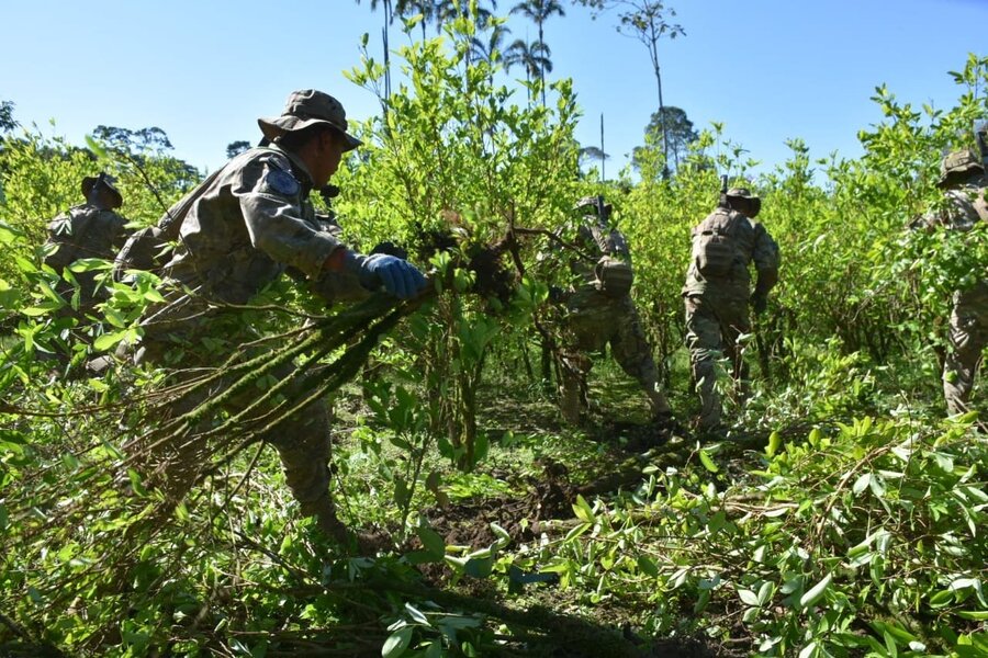Erradicación y racionalización de coca excedentaria iniciará a fines de enero, se priorizarán áreas protegidas y parques nacionales